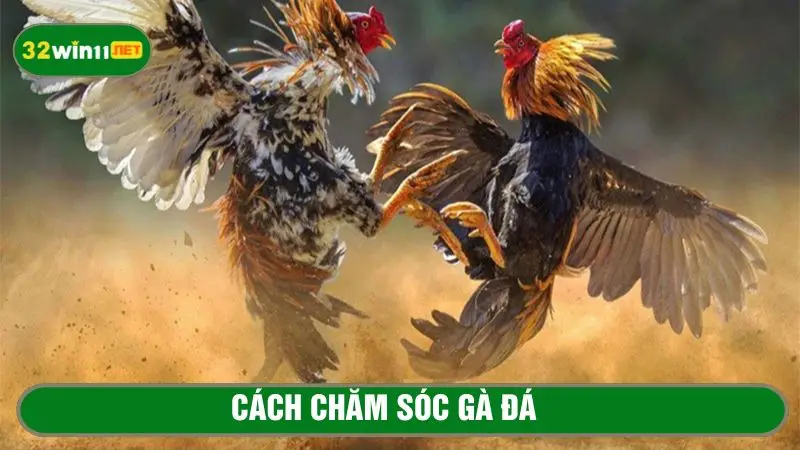 Cách chăm sóc gà đá