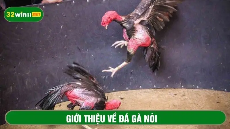 Khái niệm đá gà nòi cụ thể cho người mới 