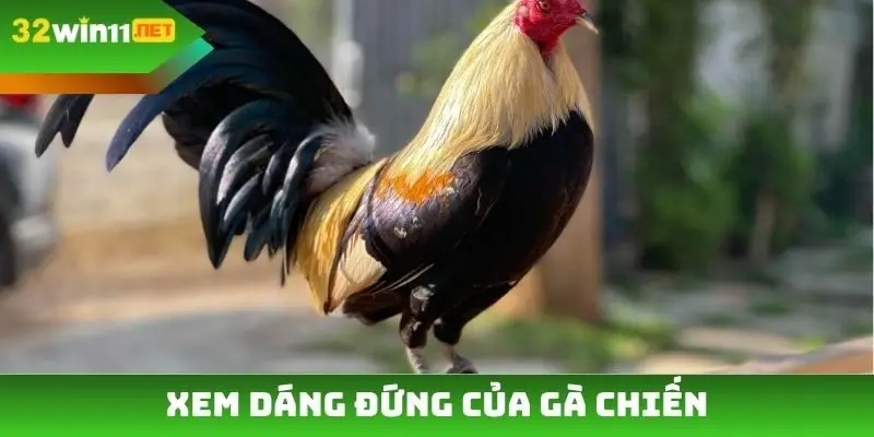 Xem dáng đứng của gà chiến