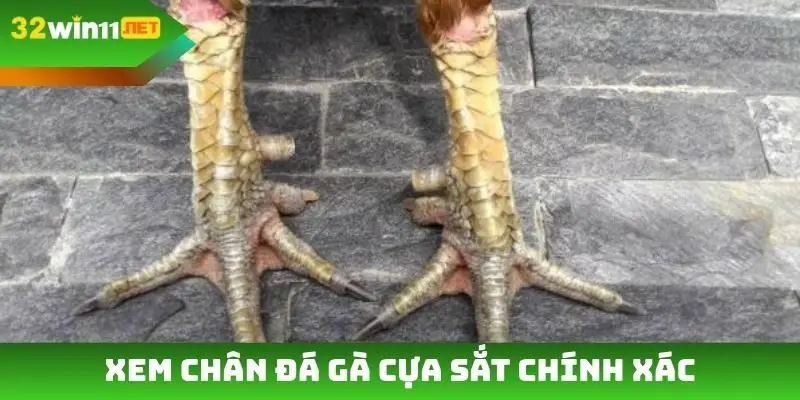 Xem chân đá gà cựa sắt